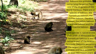 Baboons