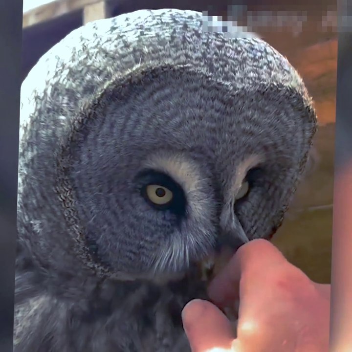 Funny Animals Video