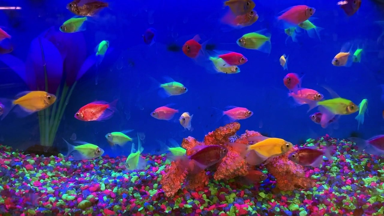 Beautifull fish 2