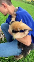 Tamanduá recebe cadeira de rodas