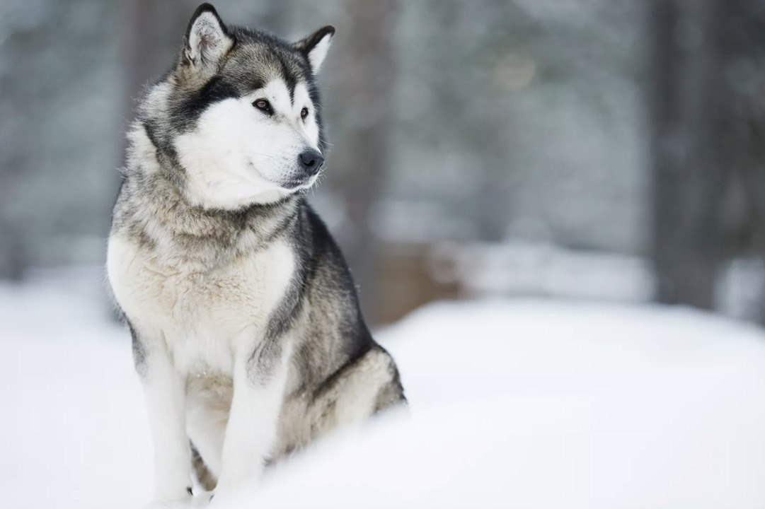 Montana Woman Who Killed, Skinned Husky Puppy She Mistook for Wolf Cited for Animal Cruelty