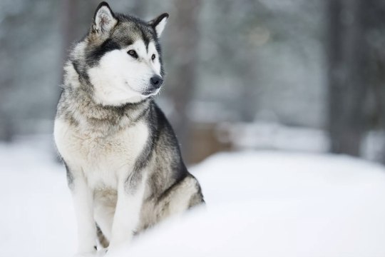 Montana Woman Who Killed, Skinned Husky Puppy She Mistook for Wolf Cited for Animal Cruelty