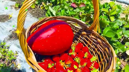 Kids stories about a sunflower and strawberry farm with mom and Chris