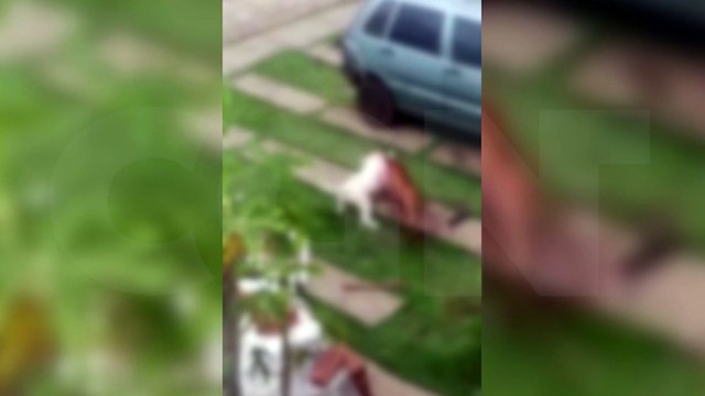 Imagens fortes: cão feroz ataca e mata outro cachorro no Riviera