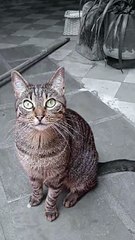 Les Presento la Niña. Momentos con la Niña! Esperándome a Jugar | Pier Luigi Remigi