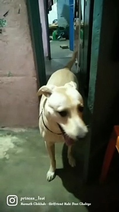 Labrador dog ko permanent chahiye
