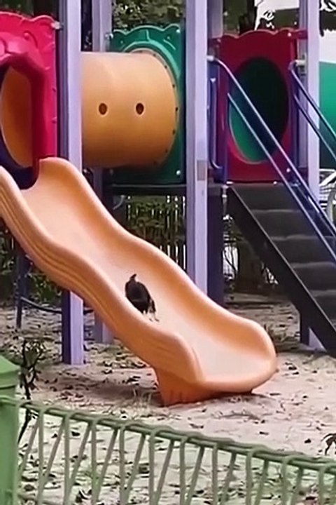 Funny Cats and Dogs  - Funny Animal Videos #11 (1)