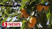 Persimmon industry shapes China’s Shaanxi province