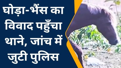 विजयराघवगढ़ : बरही में अजीबोगरीब मामला, घोड़े ने भैस को किया घायल