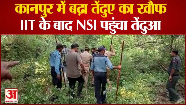 कानपुर में बढ़ा तेंदुए का खौफ IIT के बाद NSI पहुंचा तेंदुआ