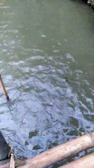 Ngasih makan ikan dulu #healing #shorts