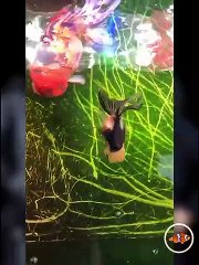 Ikan hias koi beauty