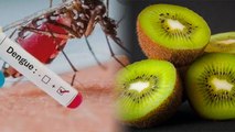 डेंगू में कीवी फल खाने से क्या होता है | Dengue me Kiwi ke Fayde | Boldsky *health