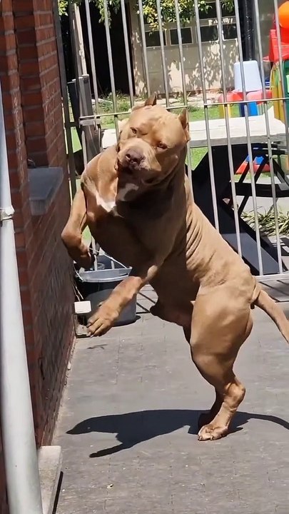 Respect for dog 