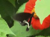 Un papillon sur une fleur