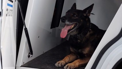 K-9 officer’s final radio sign-off as he retires after eight ‘successful’ years of service