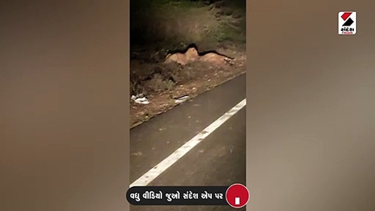 પોરબંદરમાં સોમનાથ હાઇવે પર સિંહે પશુનું મારણ કર્યું, વિડીયો વાયરલ થયો