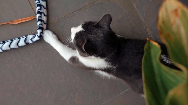 A beutyful domestic Cat with a green ayes