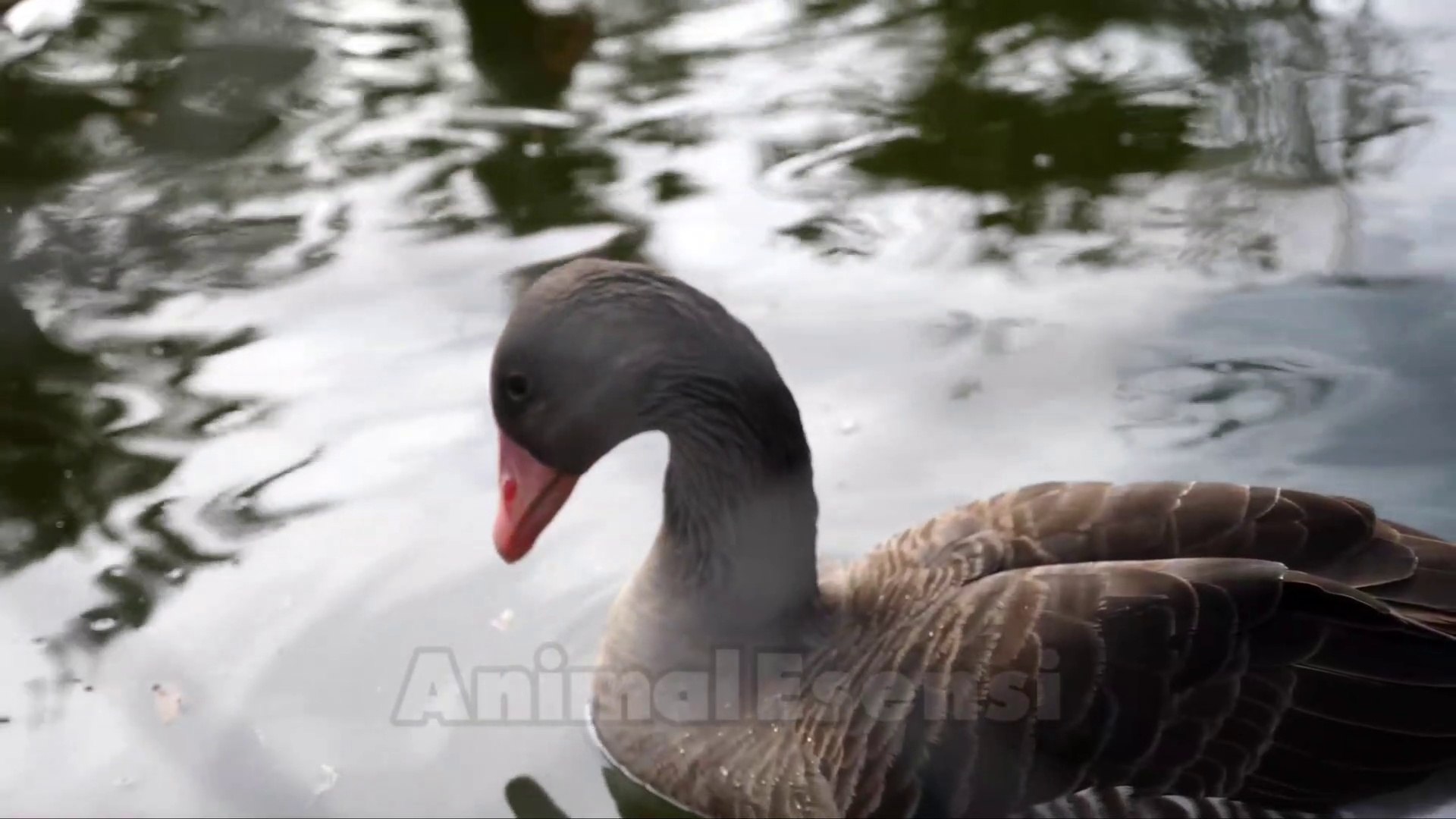 ⁣Animal Sounds Elephant Cat Lion Dog, Duck, Frog, Rabbit, Bear, Tiger, Bird, Chicken, Cow, Wolf,