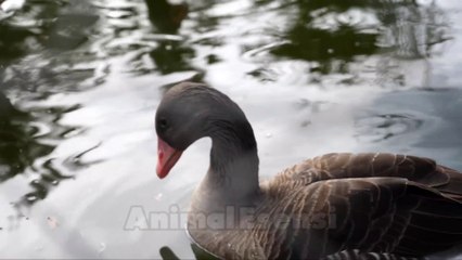 Animal Sounds Elephant Cat Lion Dog, Duck, Frog, Rabbit, Bear, Tiger, Bird, Chicken, Cow, Wolf,