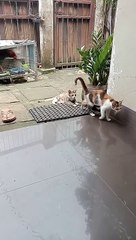 Latihan berantem dulu lur ,sebab sering di tinggal di rumah sendirian