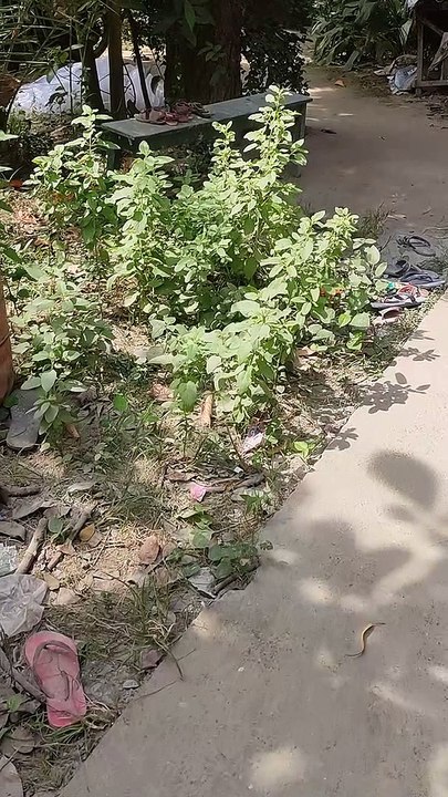 Identify this ???