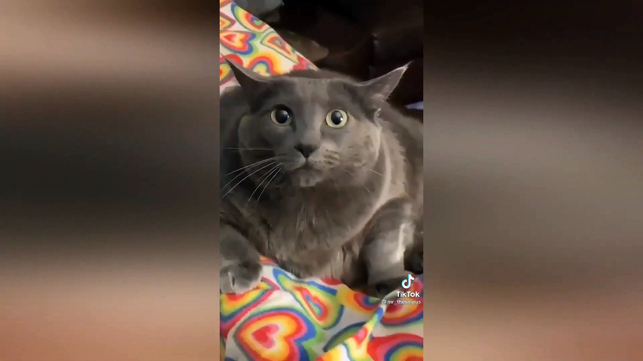 Most famous comedy animals video 2022 || most famous funny animals video 2022 || most famous cute animals video 2022 ||