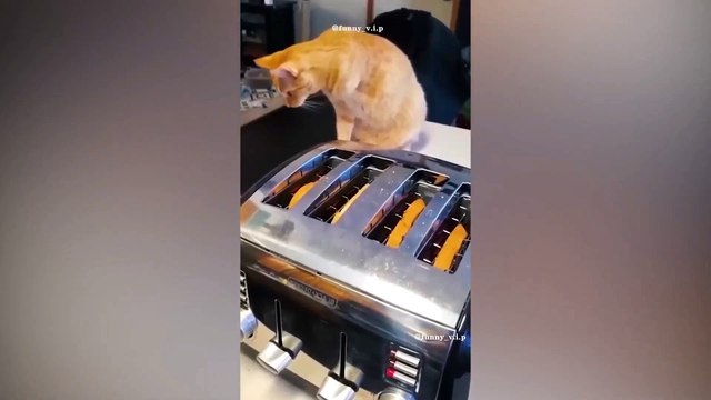 So funny kids animals video|| so comedy kids animals video|| so cute kids animals video 2022 || kids animals video compilation