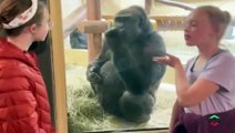 What a cheeky monkey! Hilarious moment gorilla FLIPS OFF two sisters as mother films them at Colorado zoo