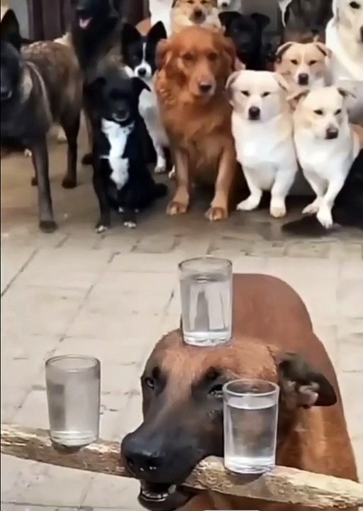 Dog style
