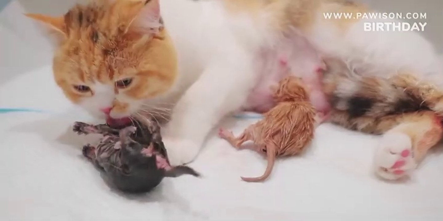 Kitten Grow Complete Different in 100 Days