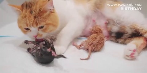 Kitten Grow Complete Different in 100 Days