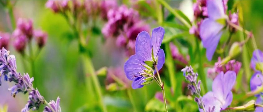 Loin de la foule déchaînée Bande-annonce (IT)