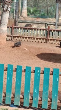 AWESOME MOTHER PIGS & THEIR PIGLETS - A Must See