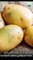 حفاظاً على صحتك إحذر من تناول درنات البطاطس المشوبة باللون الأخضر - الإرشاد_الزراعي - مرشدك_الزراعي