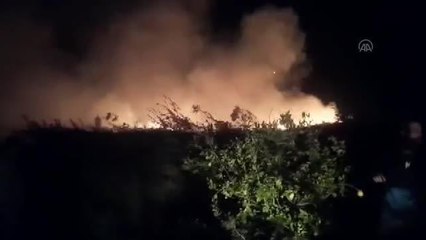 Samandağ'daki zeytinlik ve kamışlık alanda yangın çıktı