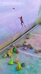 funny Frock climbing   #funny Animal #funny video #funny kids #funny child #viral