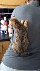 Funny Cat climbing  #funny Animal #funny video #funny kids #funny child #viral