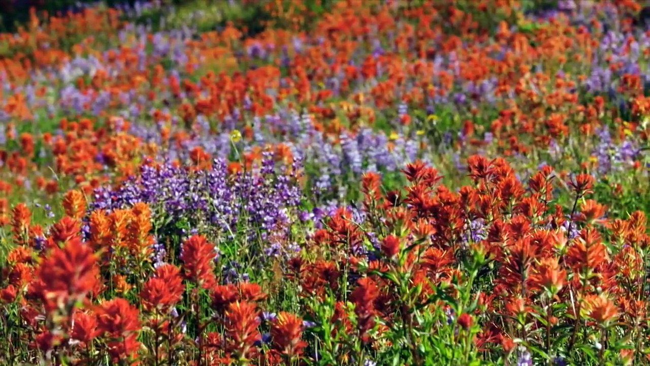 Wildes Amerika  (2018) Staffel 1 Folge 1 HD Deutsch