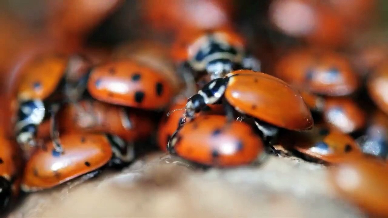 Wildes Amerika  (2018) Staffel 1 Folge 2 HD Deutsch