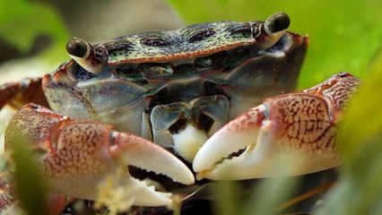 Wildes Amerika  (2018) Staffel 1 Folge 5 HD Deutsch