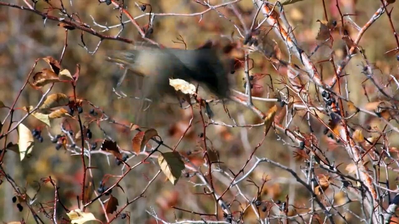 Wildes Amerika  (2018) Staffel 1 Folge 4 HD Deutsch