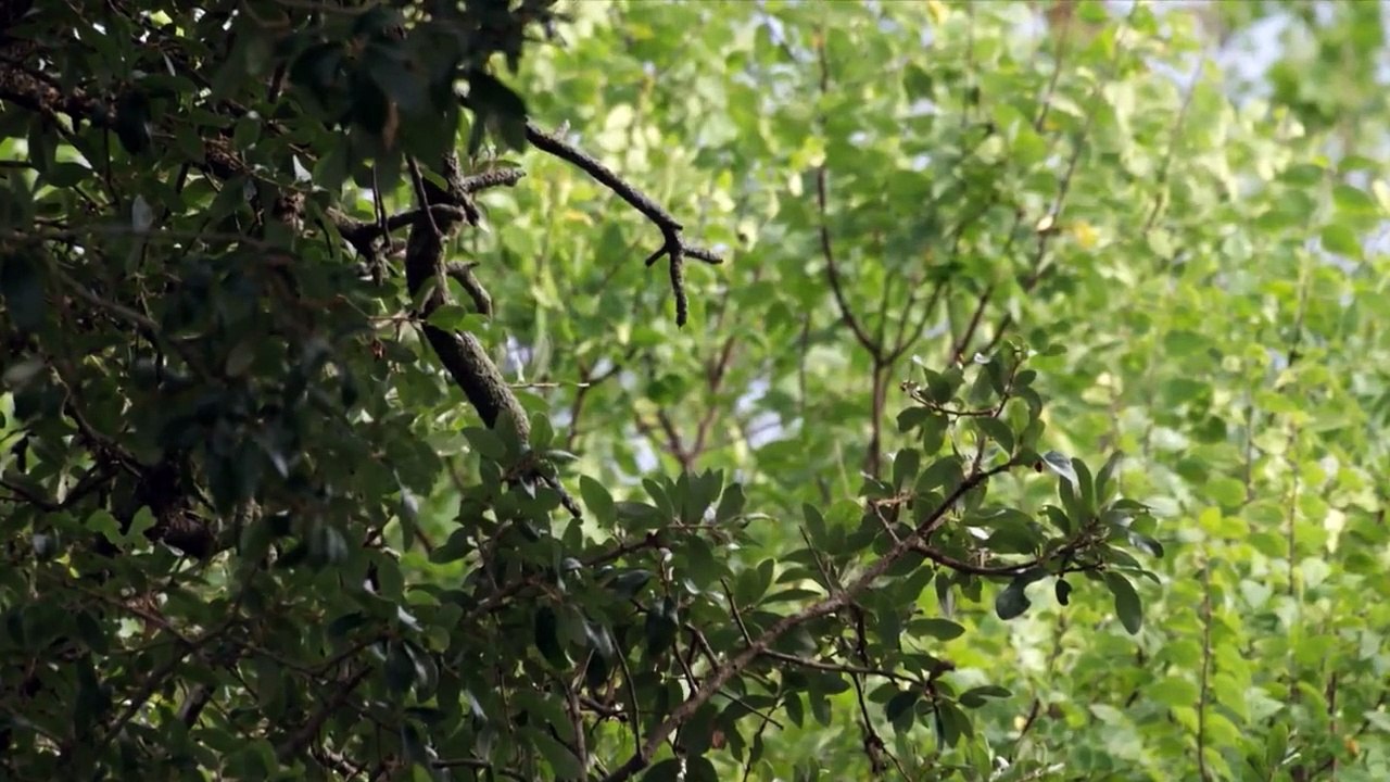 Wildes Amerika  (2018) Staffel 2 Folge 4 HD Deutsch