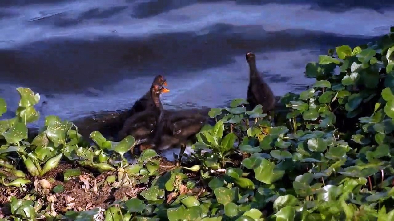 Wildes Amerika  (2018) Staffel 2 Folge 5 HD Deutsch