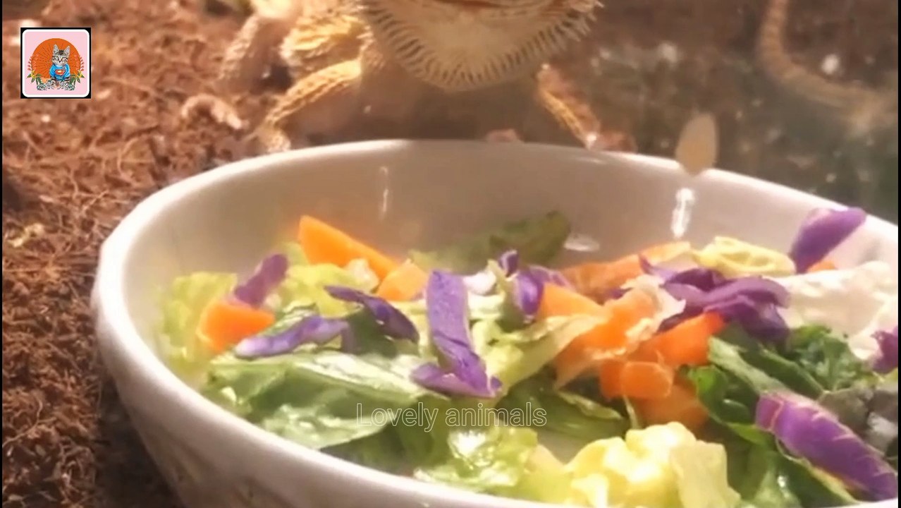 Lovely animals - compilation animals sound in the world wildlife
