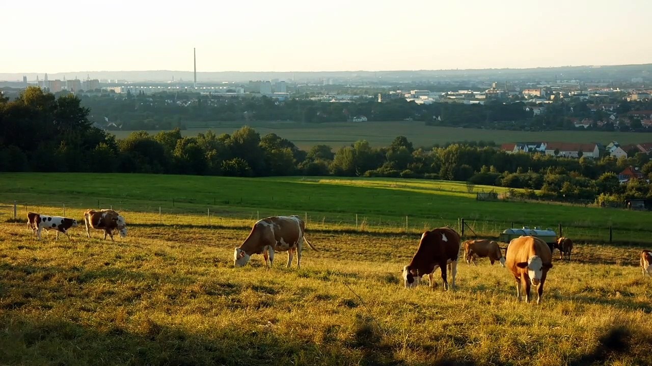Hewan pliharaan-Sapi