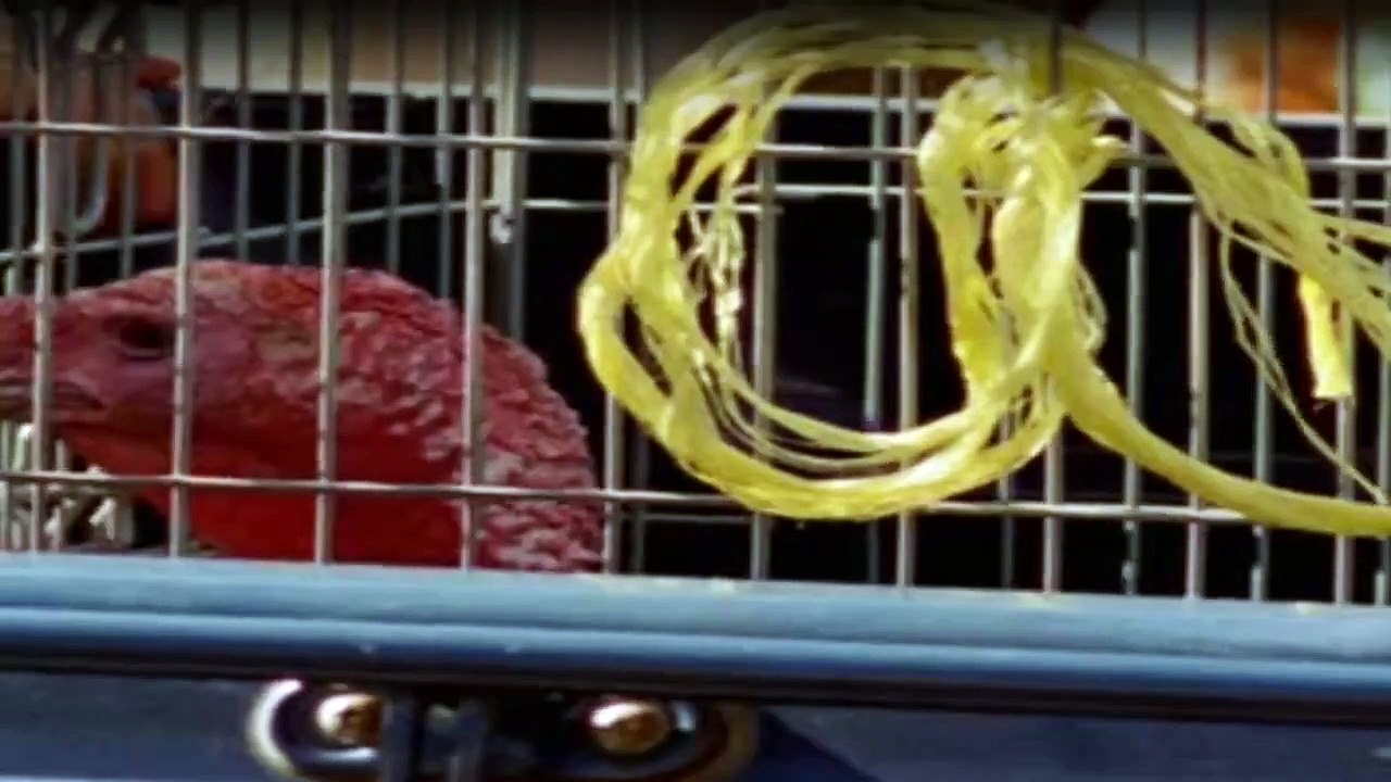 McLeods Töchter Staffel 7 Folge 32 HD Deutsch