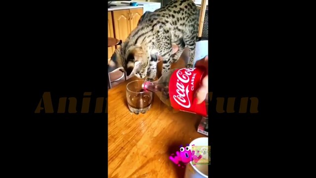 cute-animals-gone-wild-funnyanimalsvideos-compilation-animals-fun-ssyoutube.online