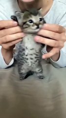 omg-so-cute-cat-video-❤-cat-shorts-ssyoutube.online