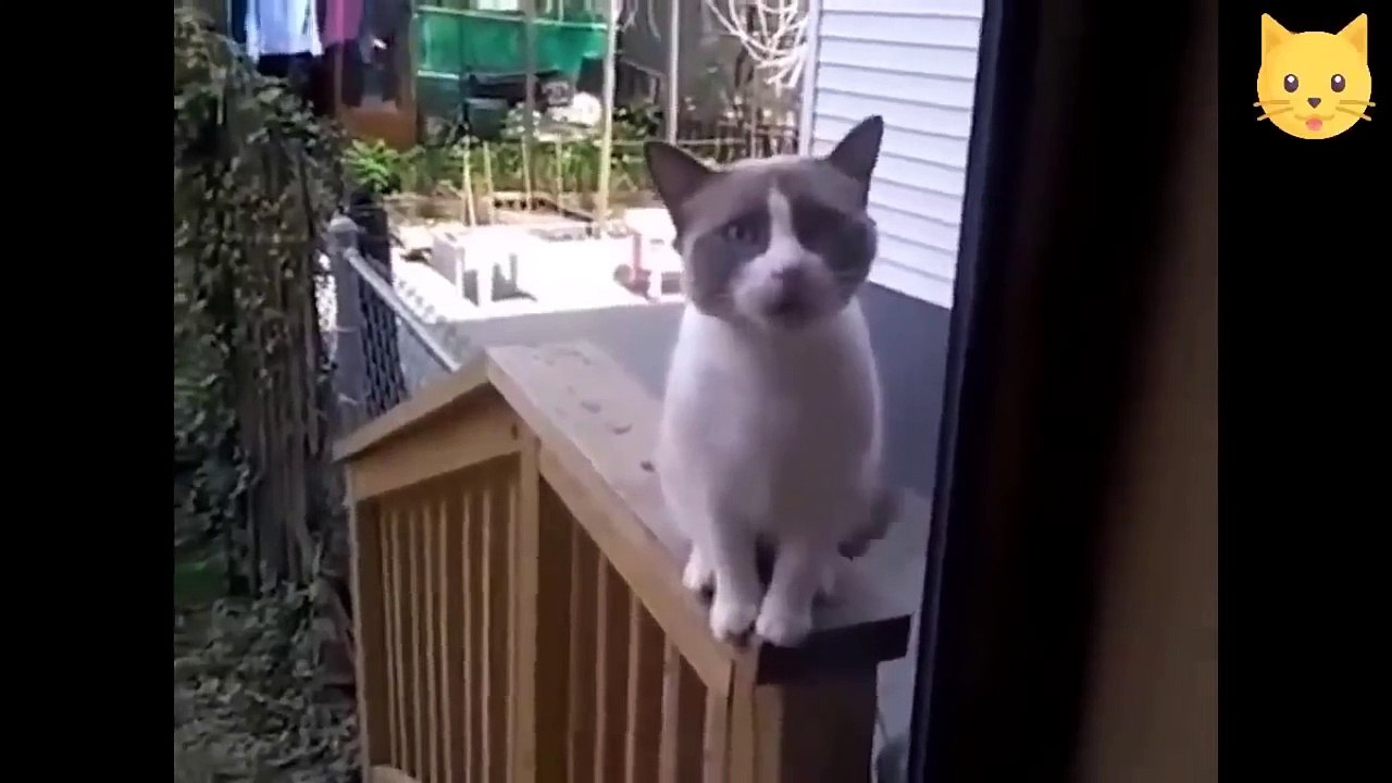 awesome-so-cute-cat-100-cute-cats-that-will-make-you-laugh-out-loud--ssyoutube.online